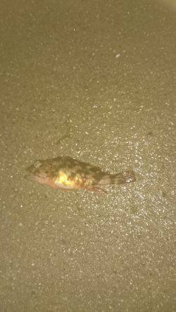 狙いはアオリイカ