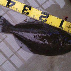 北港釣り公園ヒラメ