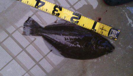 北港釣り公園ヒラメ