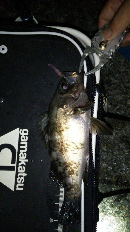 今季初ギリ２０㎝アップのメバル(笑)