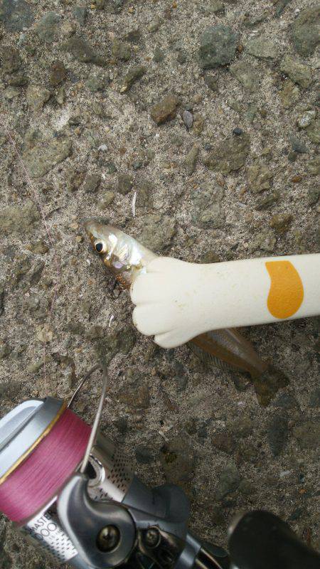 時間つぶしにキスゲー