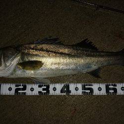 またまた記録更新