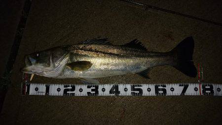 またまた記録更新