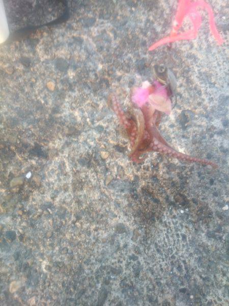 夏タコ開始？