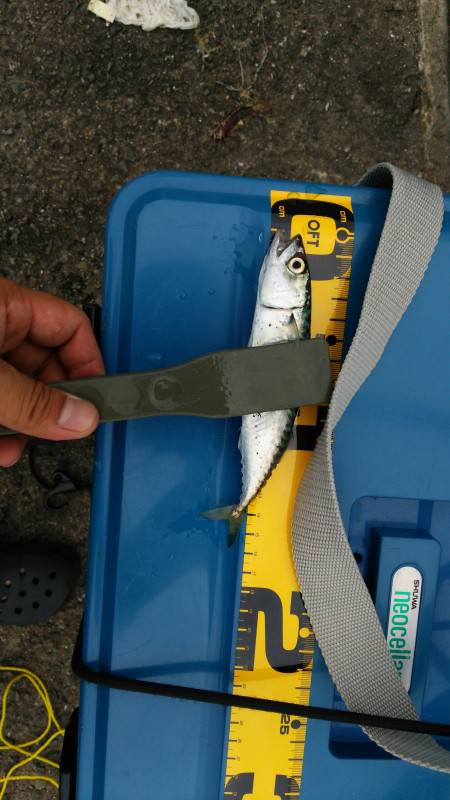 タイラバ前のアジング