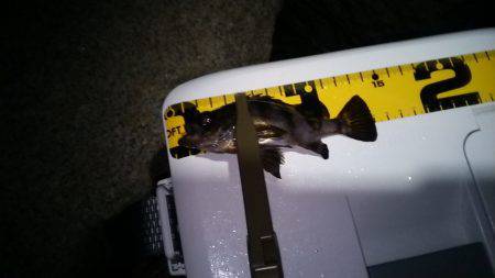 まだ居てました。