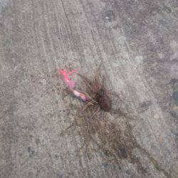 タコの新子調査