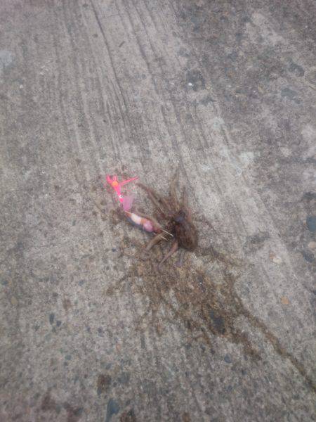 タコの新子調査