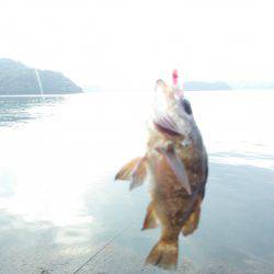 久しぶりに釣れました