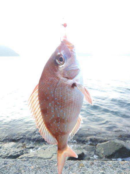 真鯛釣れました