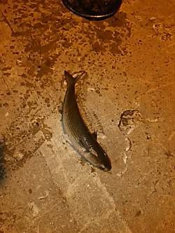 アジを狙いに行ったけど…