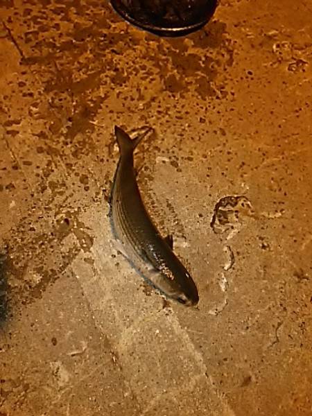 アジを狙いに行ったけど…