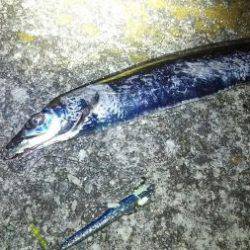 仕事帰りに軽く釣行