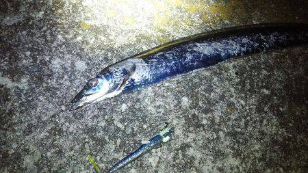 仕事帰りに軽く釣行