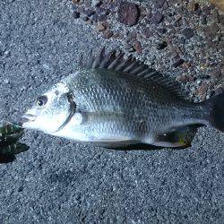 今年初チニング