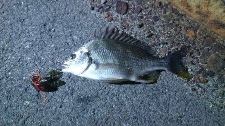 今年初チニング