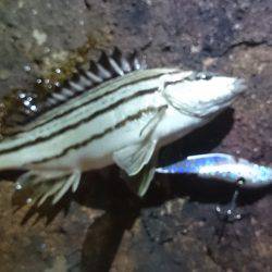 バイブでシマイサキ