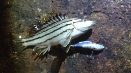 バイブでシマイサキ