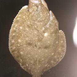 本命バラシまくり