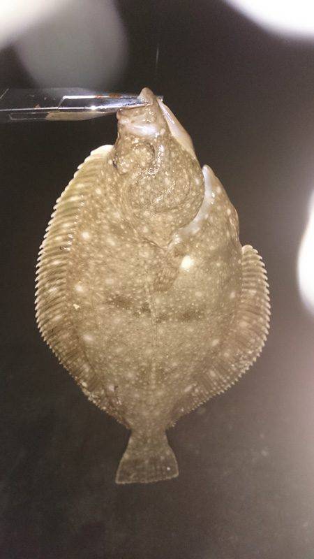 本命バラシまくり