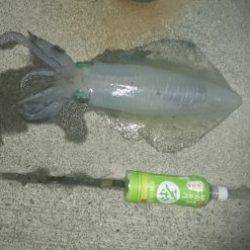 春イカももう終わりかな