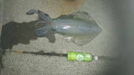 春イカももう終わりかな