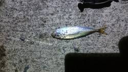 マメマメマメアジング