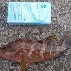 タチウオは空振りだが