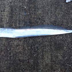 タチウオ、ウキ釣りアタリなし