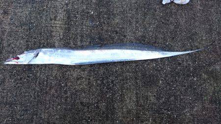 タチウオ、ウキ釣りアタリなし