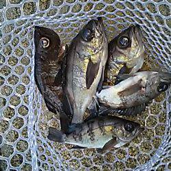 楽しいメバル釣り。