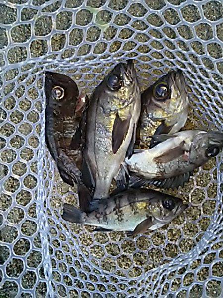 楽しいメバル釣り。