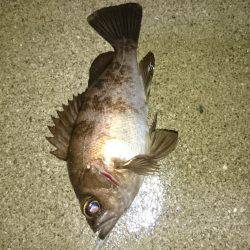 風雨にも負けず!