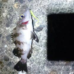 パラワームの勝ち！