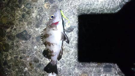 パラワームの勝ち！