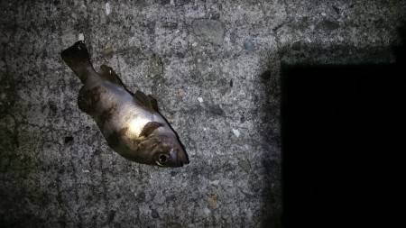 大潮に釣れない。