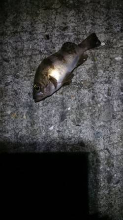 大潮に釣れない。