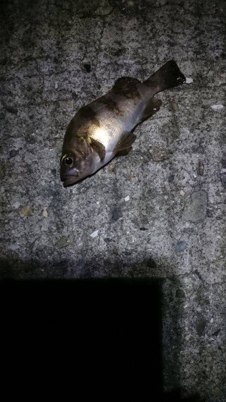 大潮に釣れない。