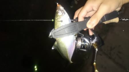 アジング釣行記