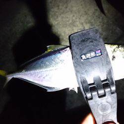 まだいるかなアジ