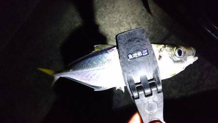 まだいるかなアジ