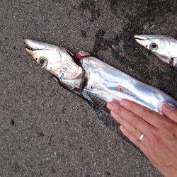 タッチョ自己更新