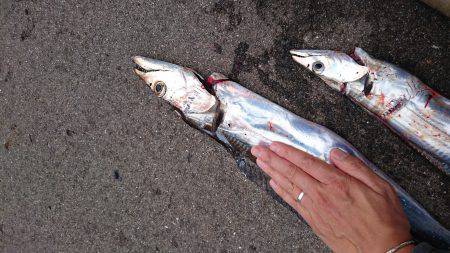 タッチョ自己更新