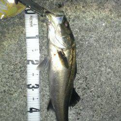 流れに乗せて釣りました。