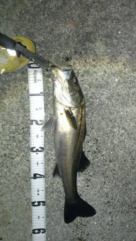 流れに乗せて釣りました。