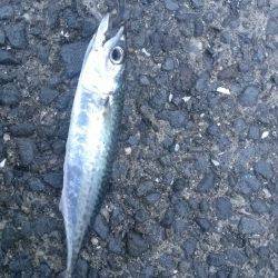 22センチのサバは良い引きでした。