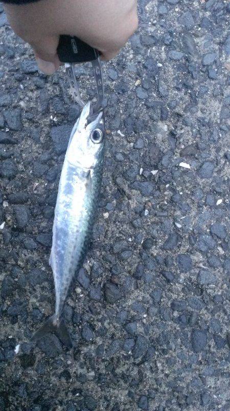 22センチのサバは良い引きでした。