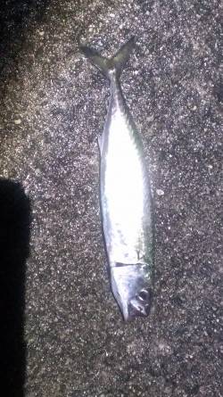 夜光虫だらけでした。