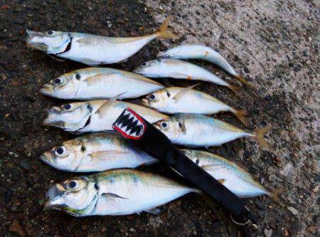 海面をライトで照らすのはやめてください