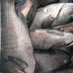 夜明けにゴールデンタイム